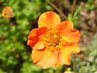 Geum Chiloense (fam. Rosacees)(Andes)(03) (Photo F. Mrugala)